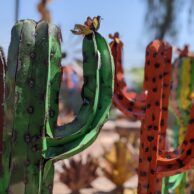 Painted Saguaros