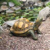 Tortoise (Head Up)